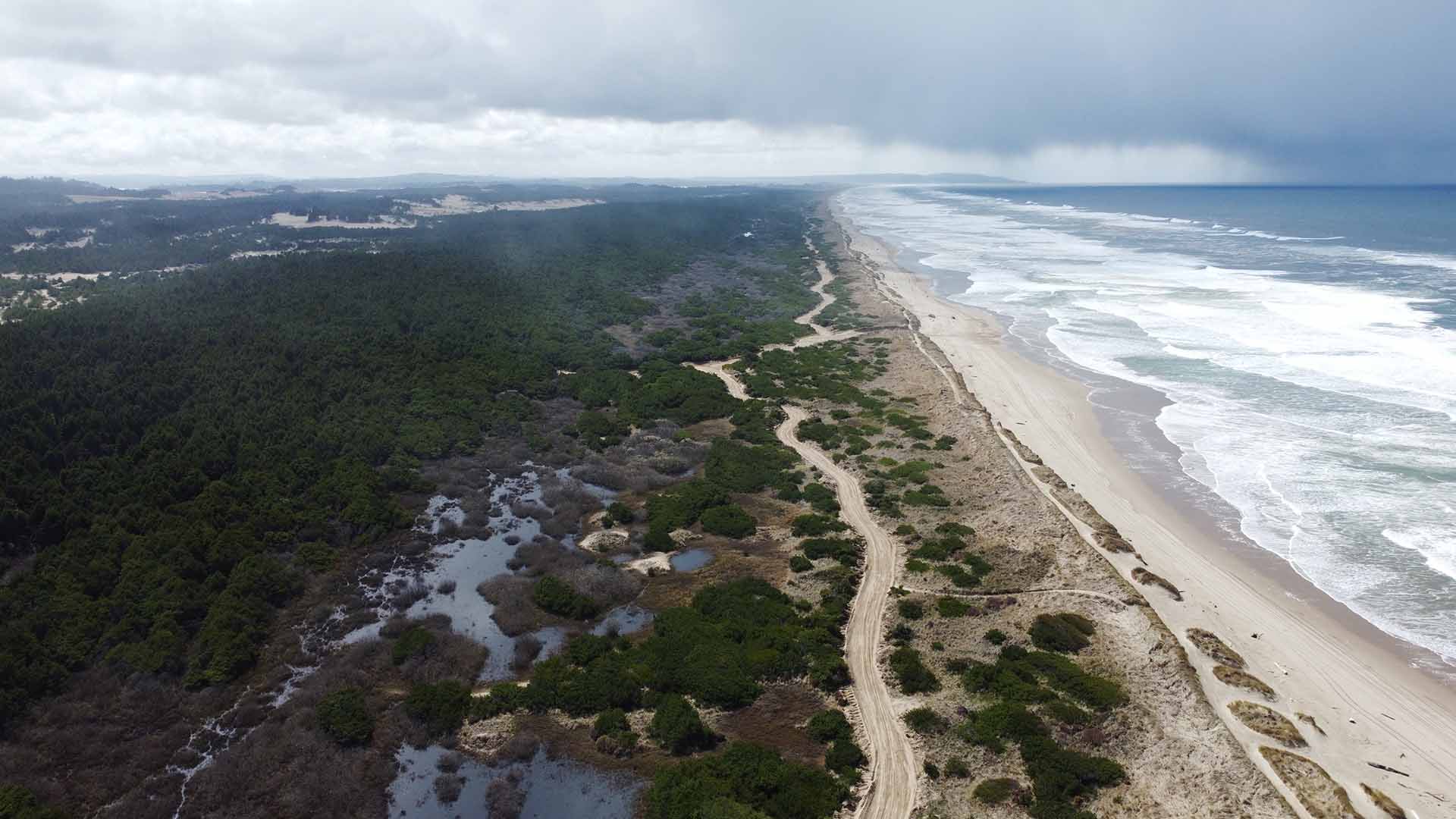 Aerial view of the Oregon Dunes showing dense vegetated cover inland and open sand along the beach