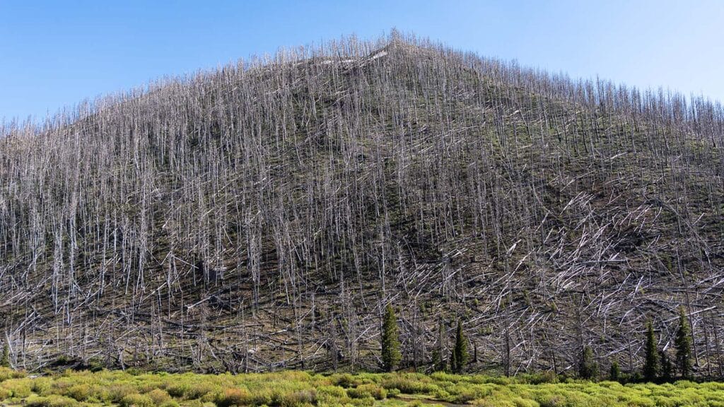 Wyoming forest under the roadless rule