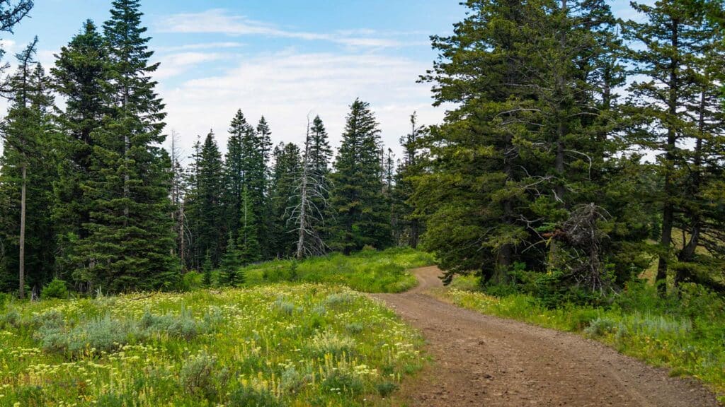 Wallowa-Whitman forest road