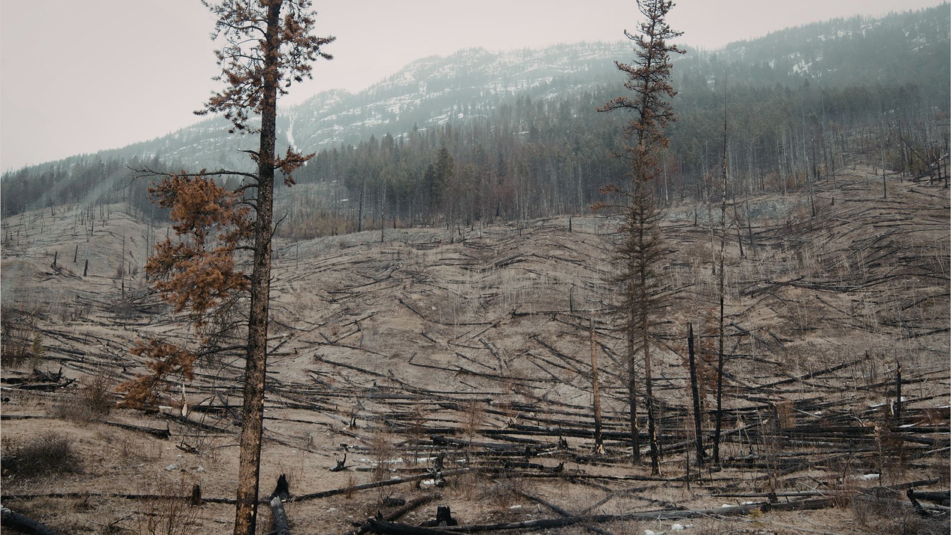 Roadless Rule Myths vs. Facts: Why Rescission Is Good for Forests and Access