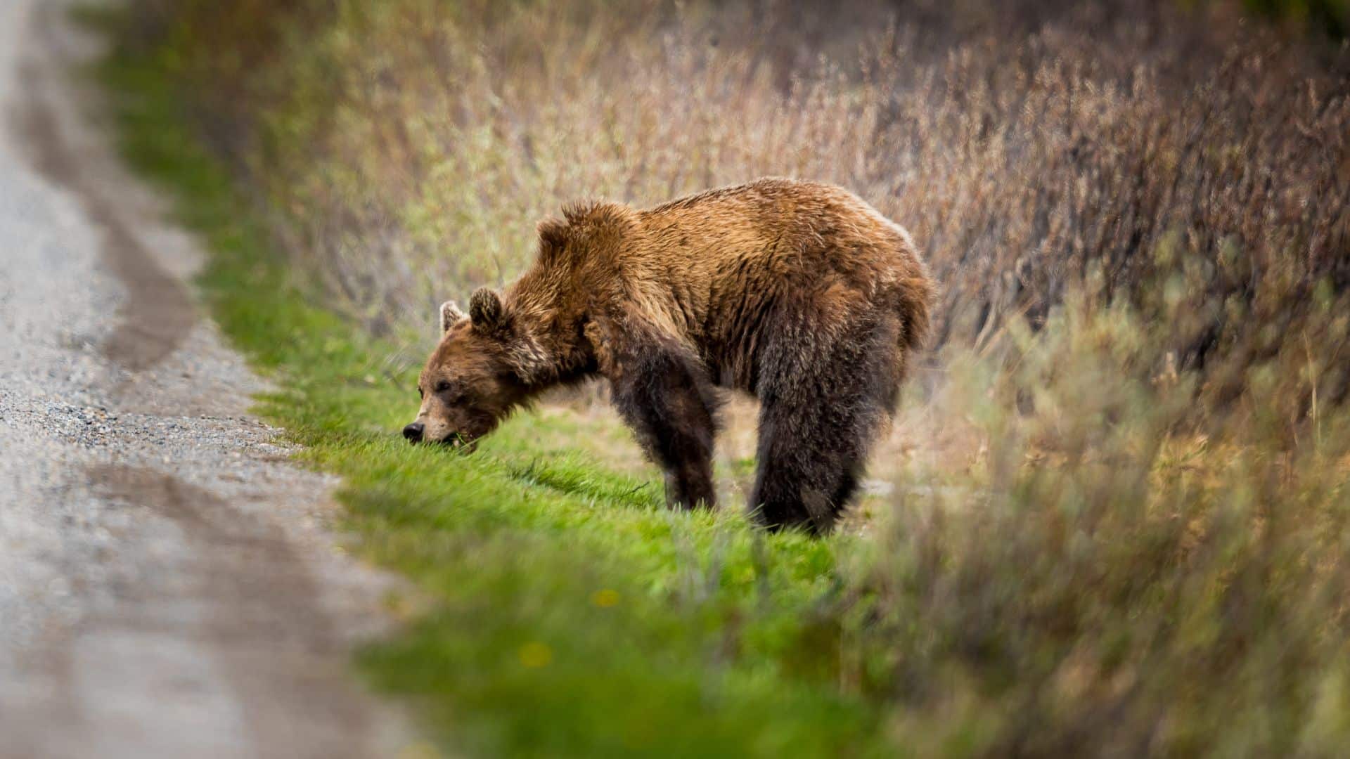 grizzly bear dirt road