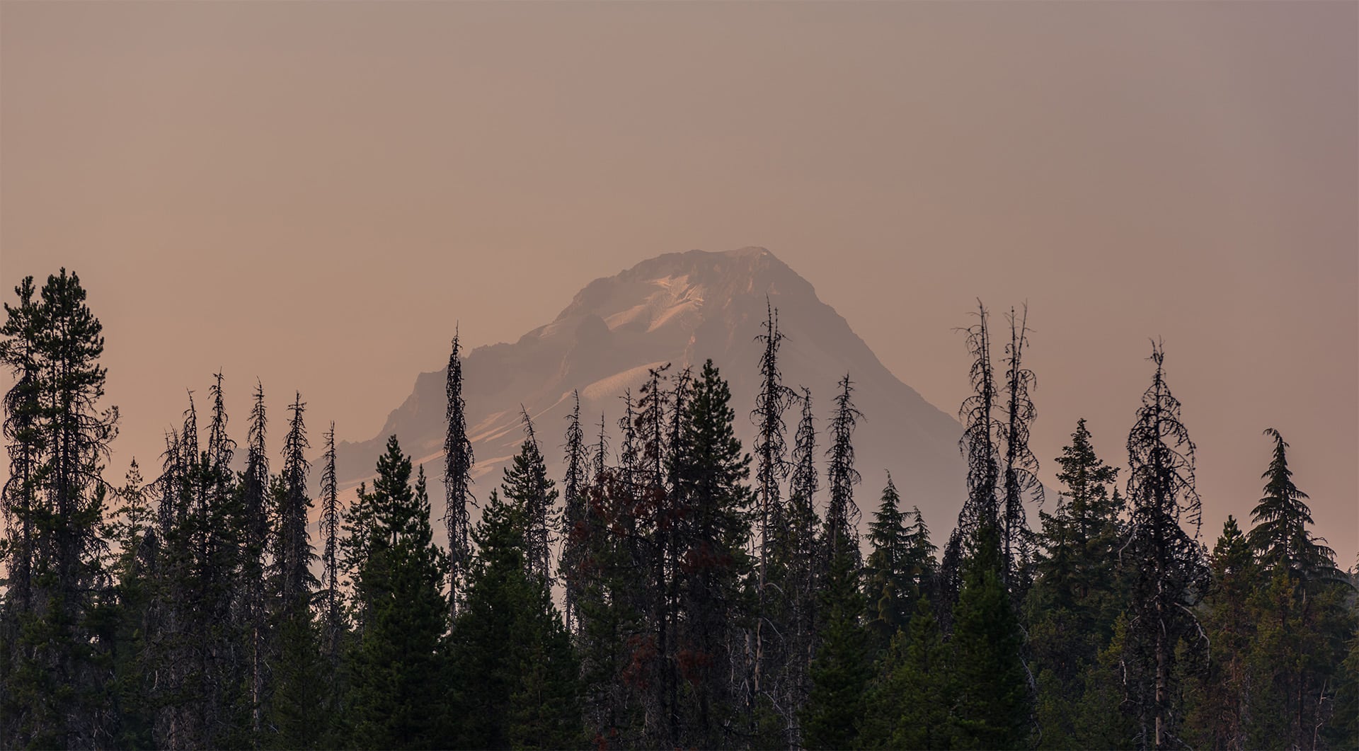 Grasshopper Fire Lawsuit: Oregon Wild Stalled Mt. Hood Thinning Before 77,000 Acres Burned