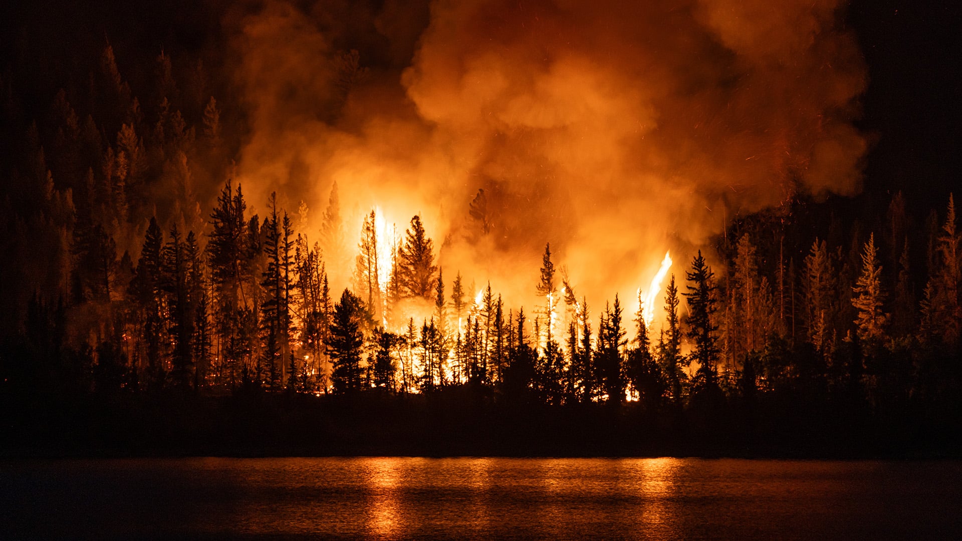 wildfire study burning trees